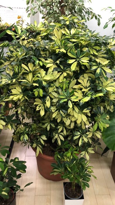 комнатные цветы для вас