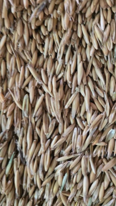 Продается кормовой Овес