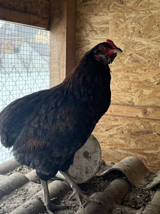 Cocos araucana tanar