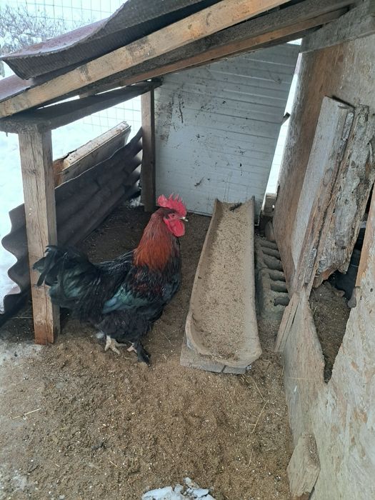 Disponibil 1cocosi marans!