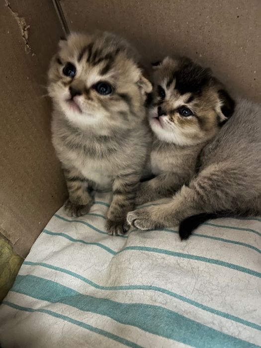 Мушуклар сотилади