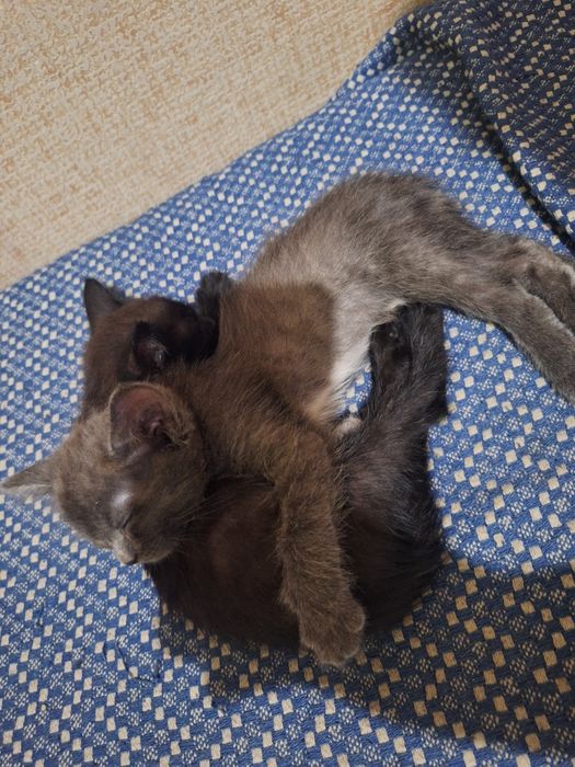 котенка отдаю даром
