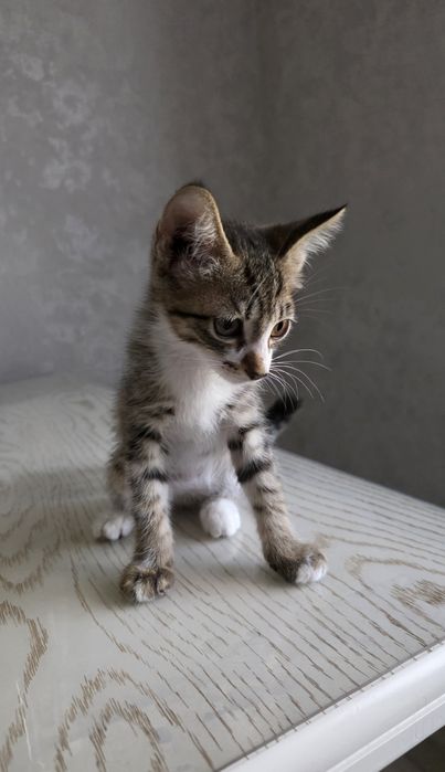 Котята бесплатно, бепул мушукчалар