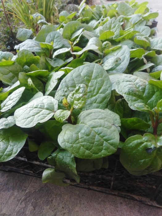 Oralip osadigan gular sotiladi