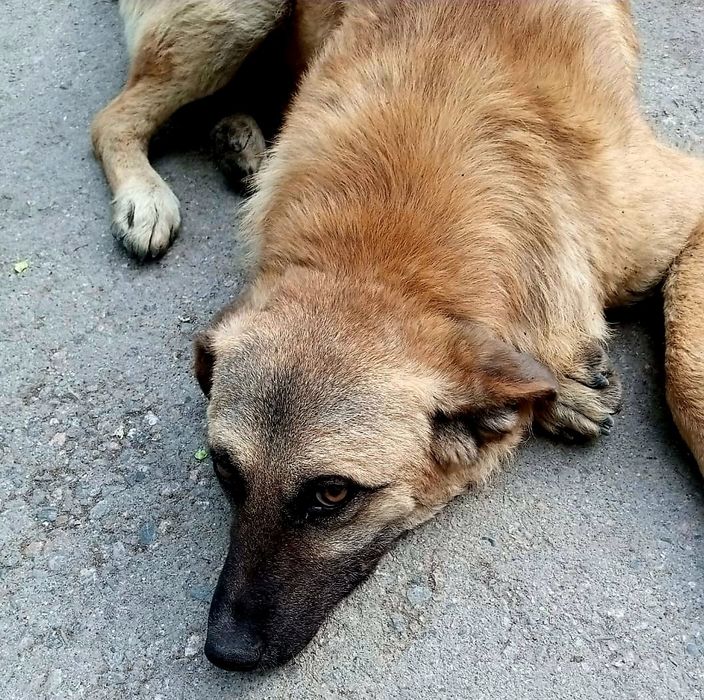 Отдам в хорошие руки