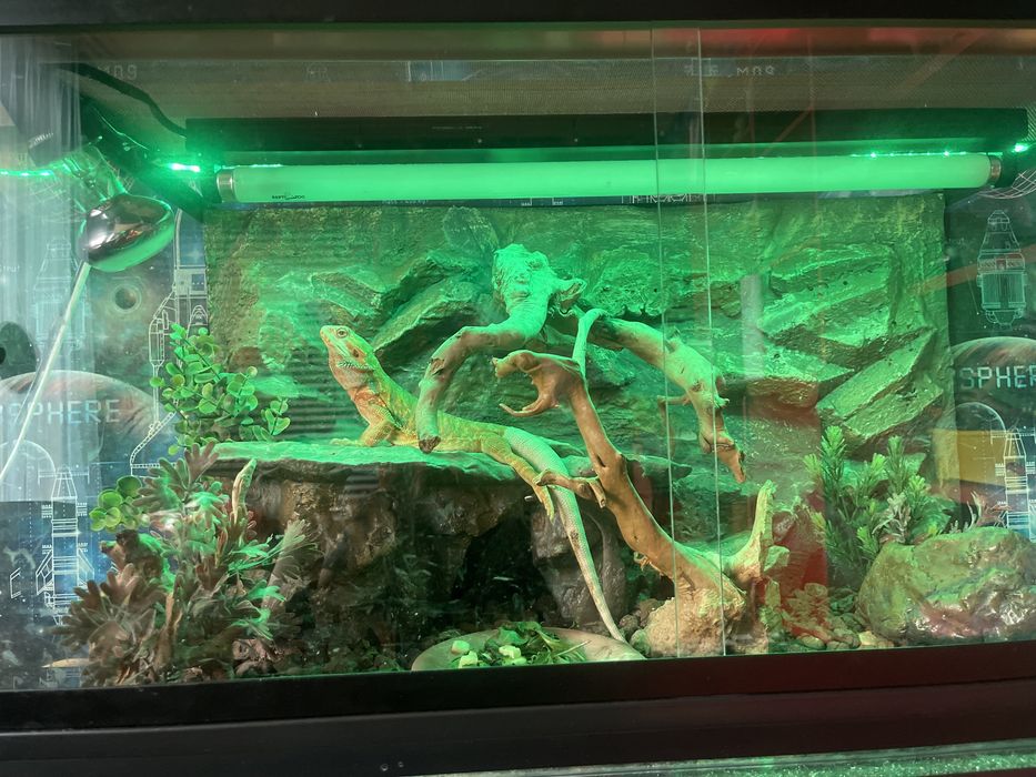 Бородатая агама