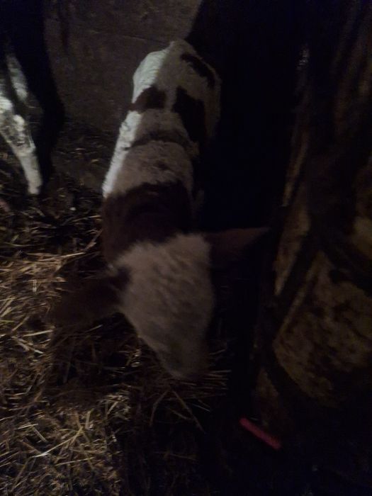 Tauras și vitea baltata