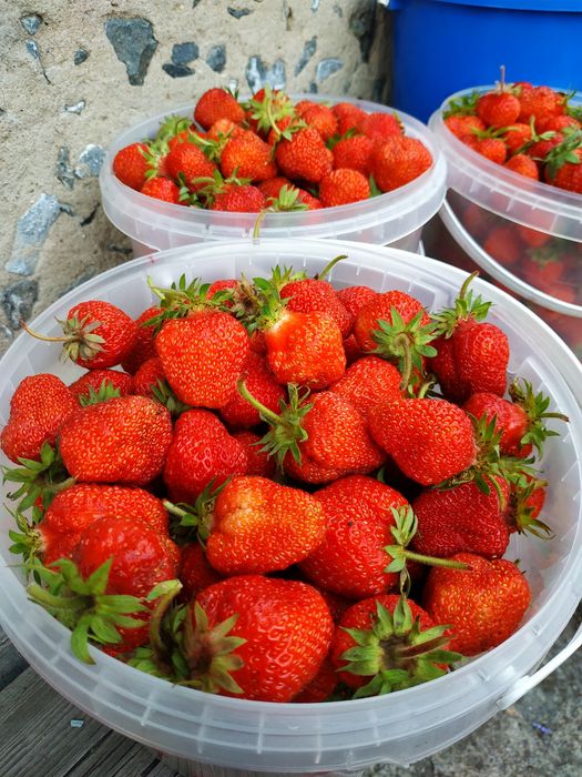 Продам клубнику.