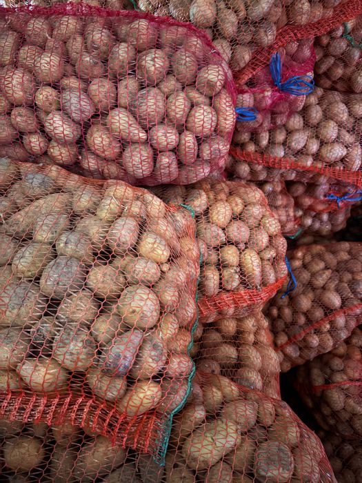 Cartofi de sămânță Edison – clasa B