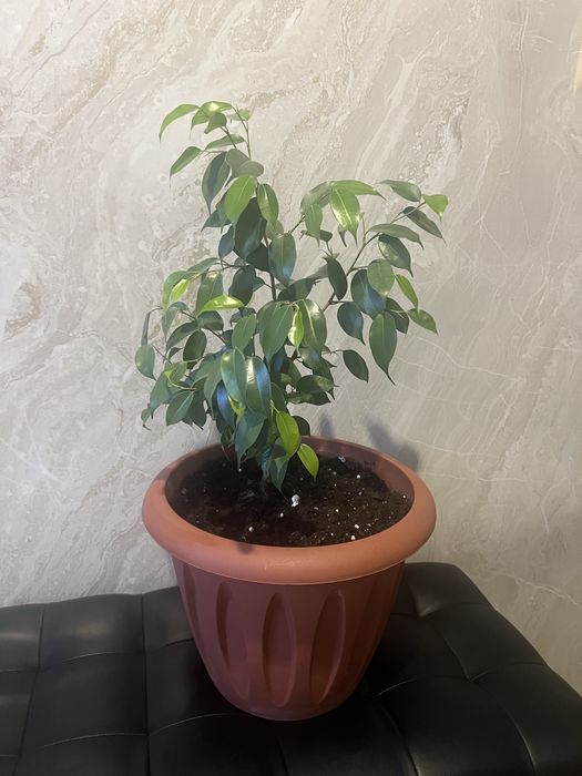 Цветок Долларовое дерево и др.