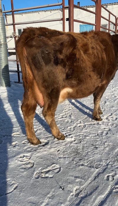 Корова можно доить  4 отёл