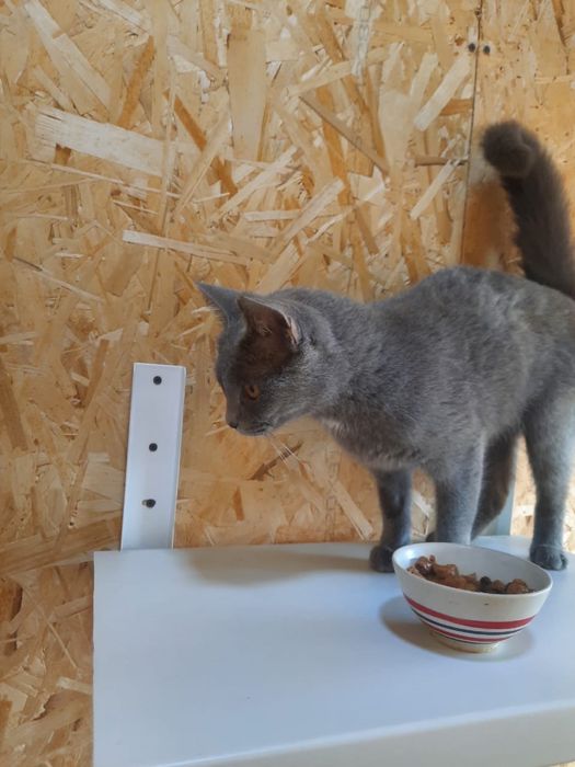 Добрая кошечка в добрые руки!