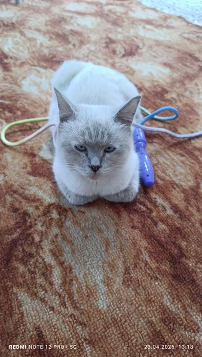Кошка 2 года отдам бесплатно