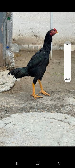 Дакан куланги 6 ойлик 1,2 млн