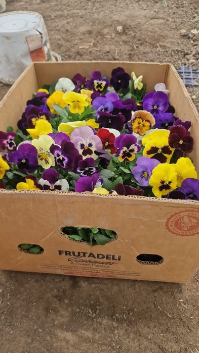 Анютины глазки (Виола) Оптом!