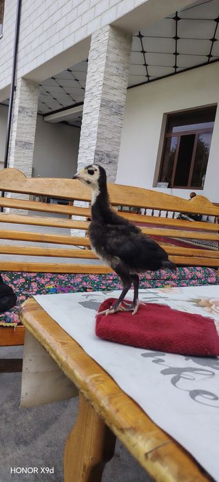 Индук жужалари сотилади