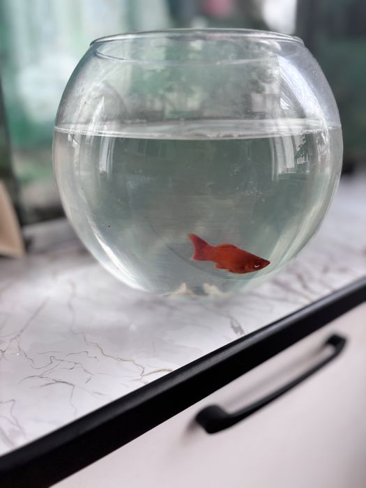 Продам аквариум с рыбками