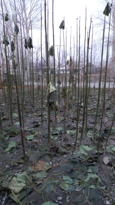 Дунёда энг тез усувчи ПАВЛОНИЯ  дарахти кучатлари сотувда