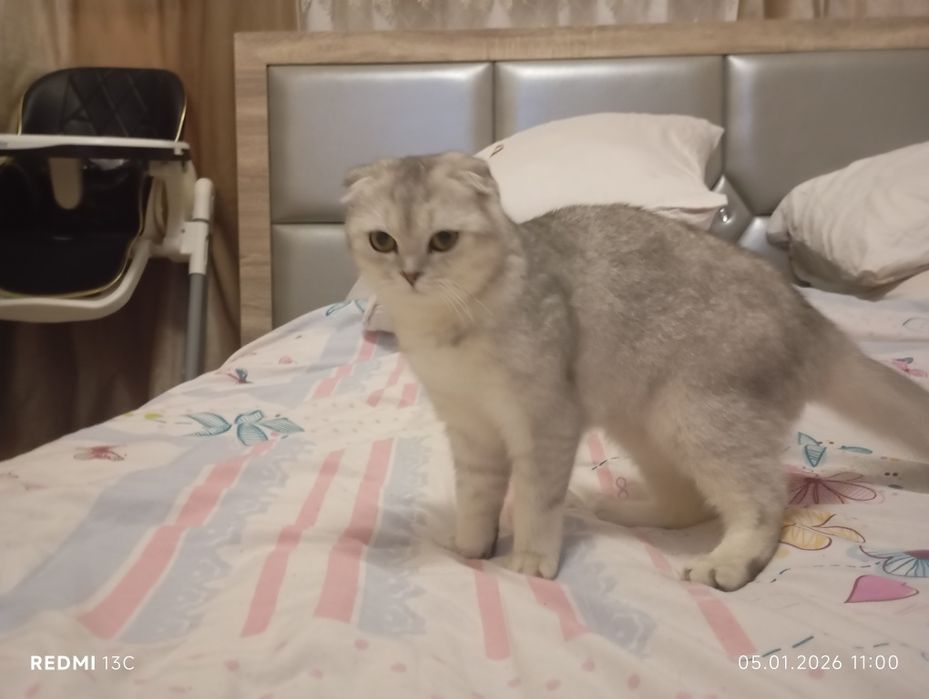 Зотли мушук. Породистая кошка