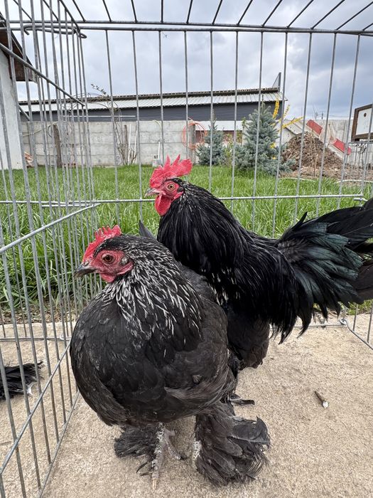 Perechi pasari pitice mii de florisi cocosei separati