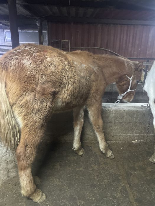 Продам жеребчиков (тай, кунан)