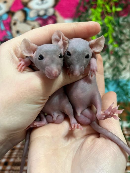 Крысы малыши (крысята,крыса)