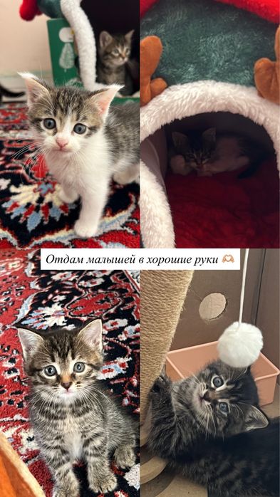 Милые игривые Котята