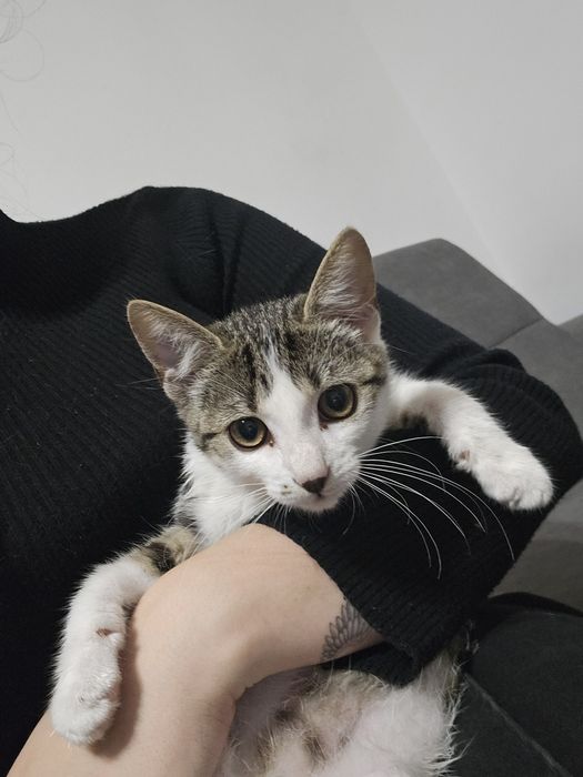 ADOPTIE!! O fetiță in vârstă de 4 luni