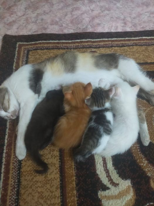 Отдам котят в добрые руки