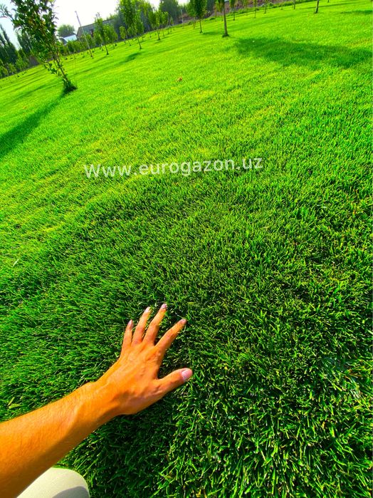 готовые рулоны газон в Узбекистане