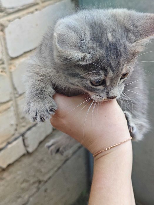 Отдаю котят в надёжные руки