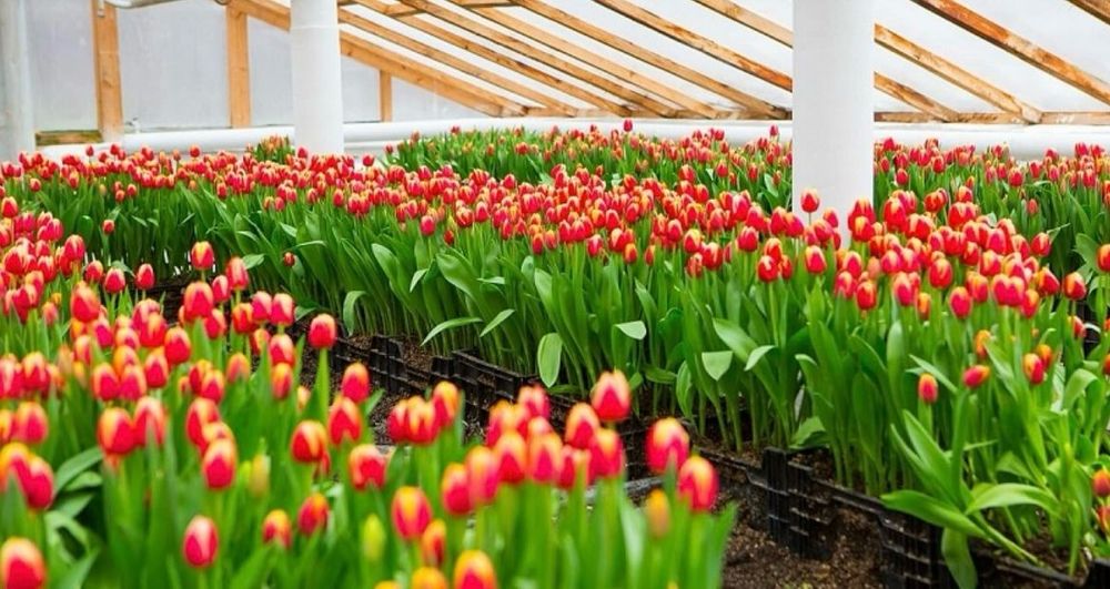 Тюльпаны голландские оптом на 8 марта