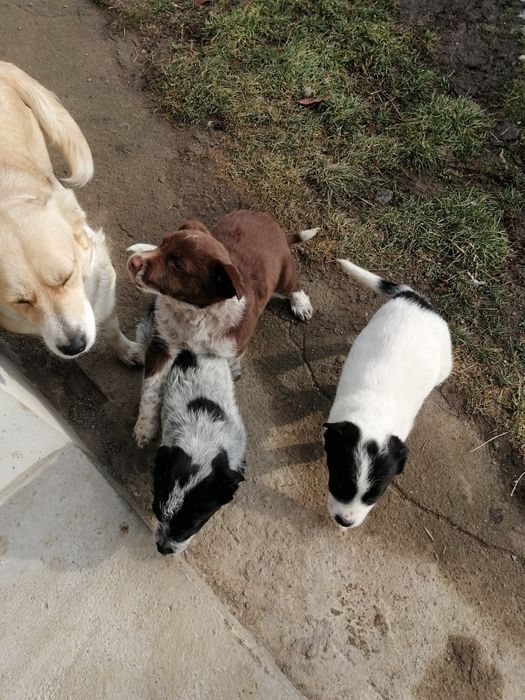 DONEZ căței metiș