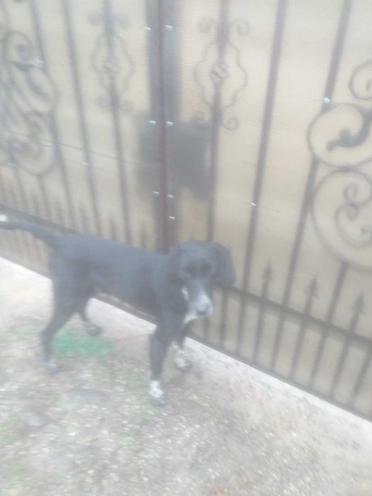 Vând copoi de vânătoare