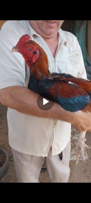 Продаётся дакан бойцовые петухи
