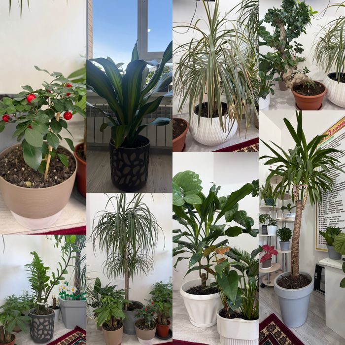 Продам Домашние цветы