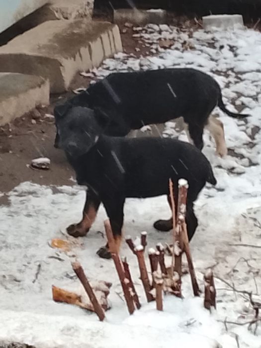 Собачки в добрые руки