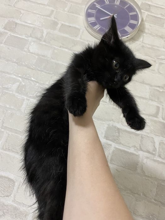 отдам котенка мальчик