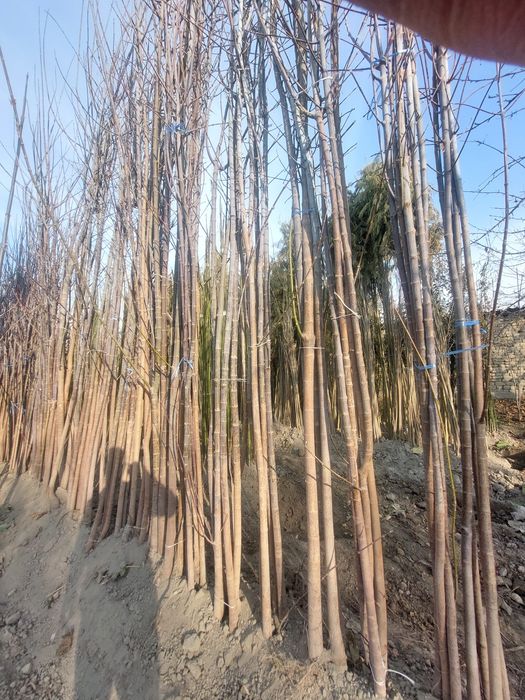 Павлония ва Манзарали кучатлар бор. Декоративные растения продаётся