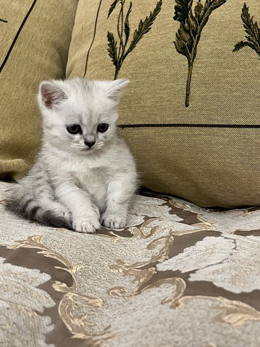 Котенок Шин Шиллы 1мес