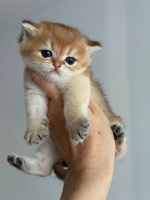 Малки британски котета