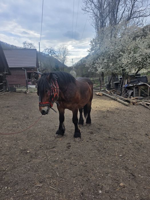 Vând armăsar sau de monta