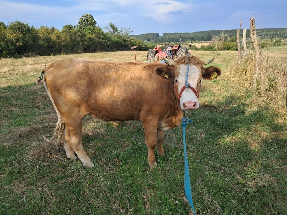 Vitea de vanzare