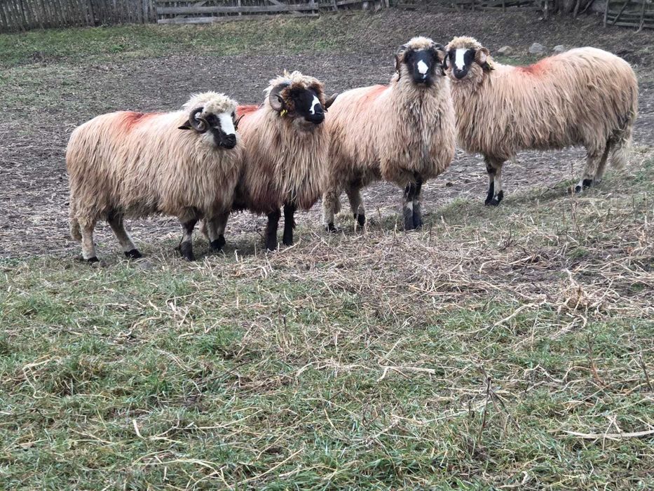 Vând 4 berbecuți la alegere