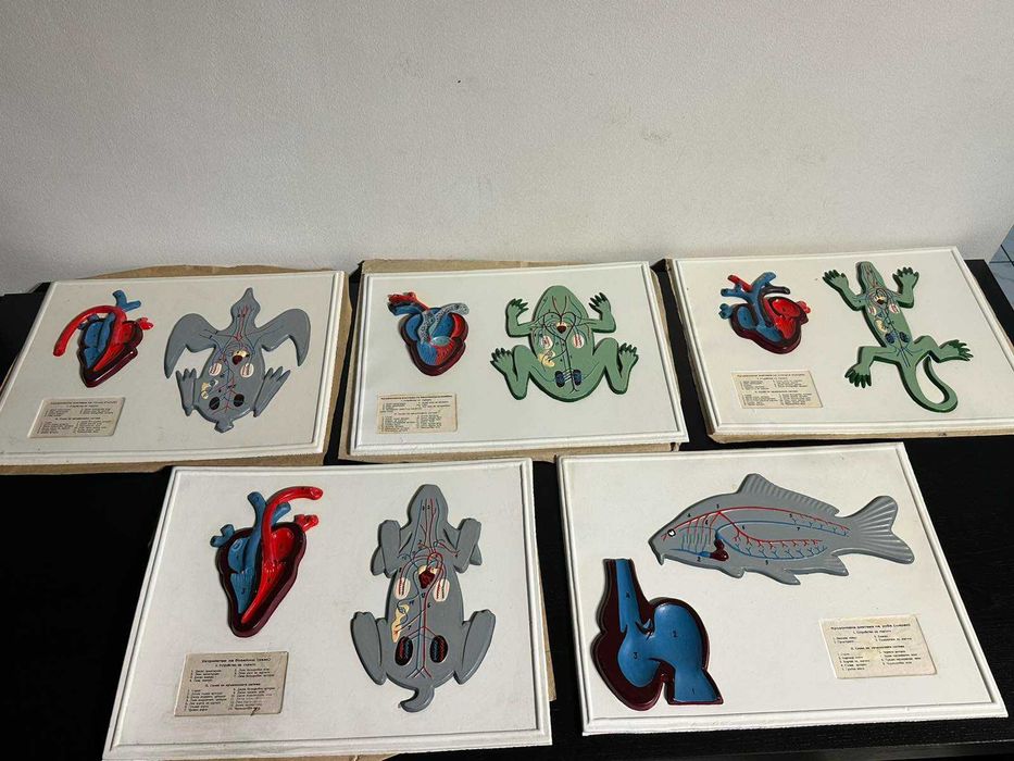 Соц Учебни Табла Помагала по Биология