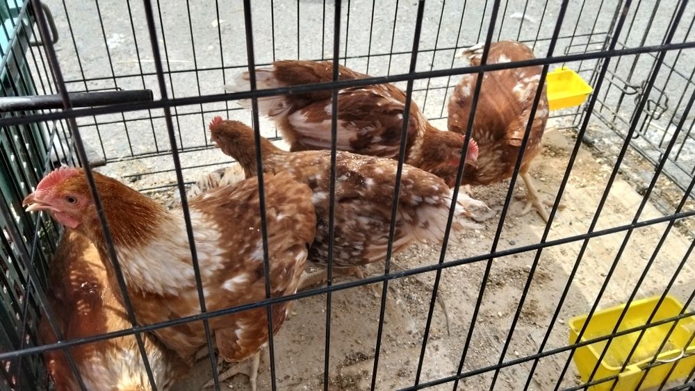 Продам молодняк петушки