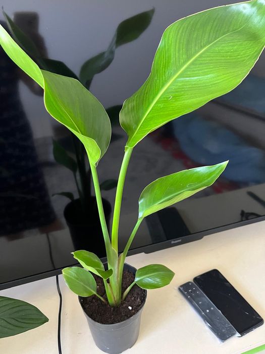 Комнатные растения