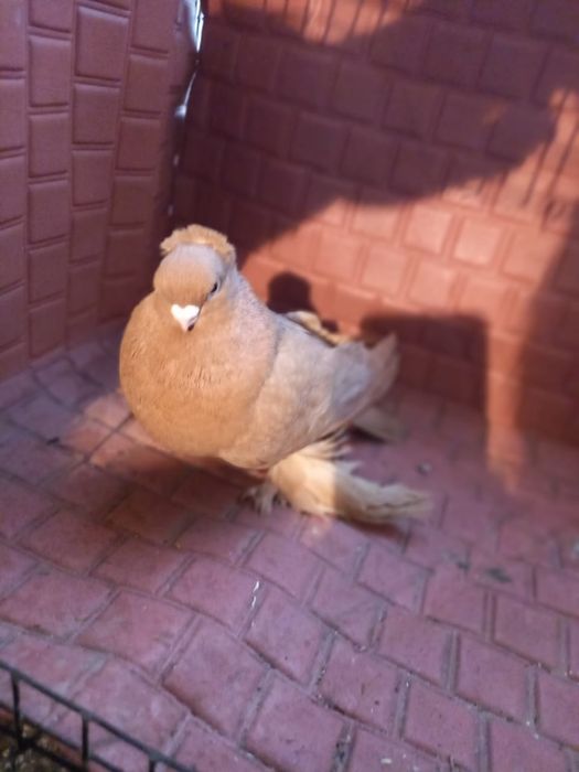 Голуби узбекские маланосые.