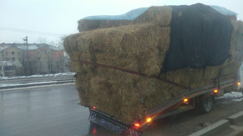 Шөп пірес жоңышқа