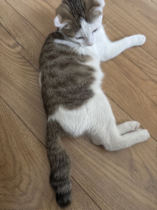 Отдадим кота в хорошие руки